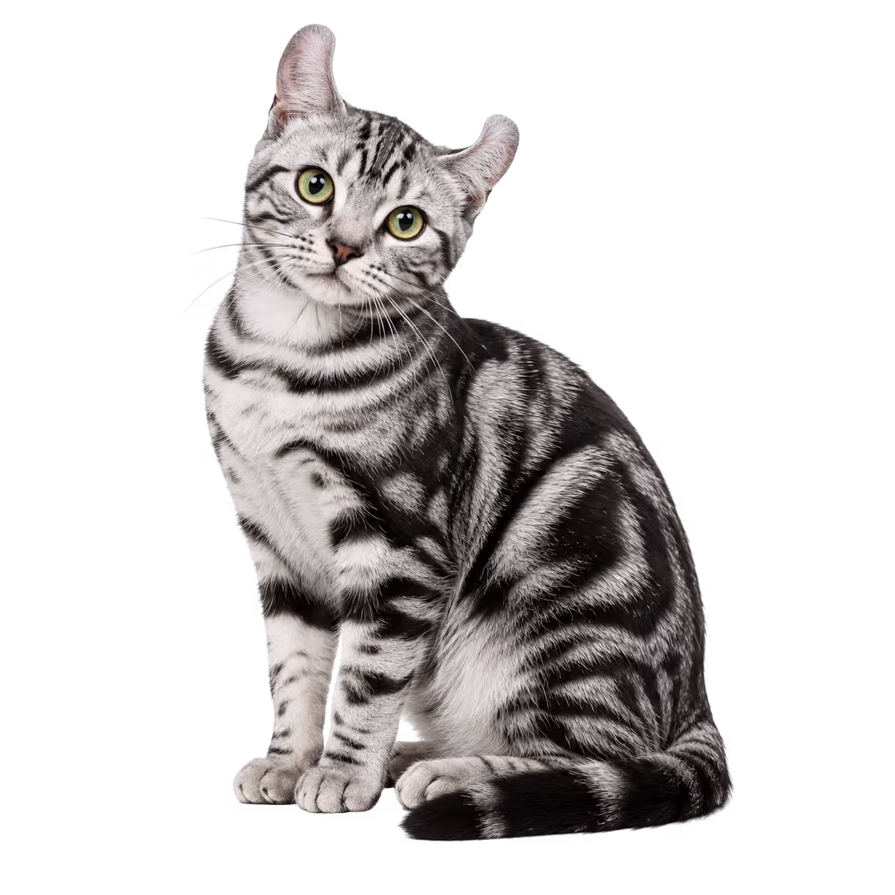 American Wirehair