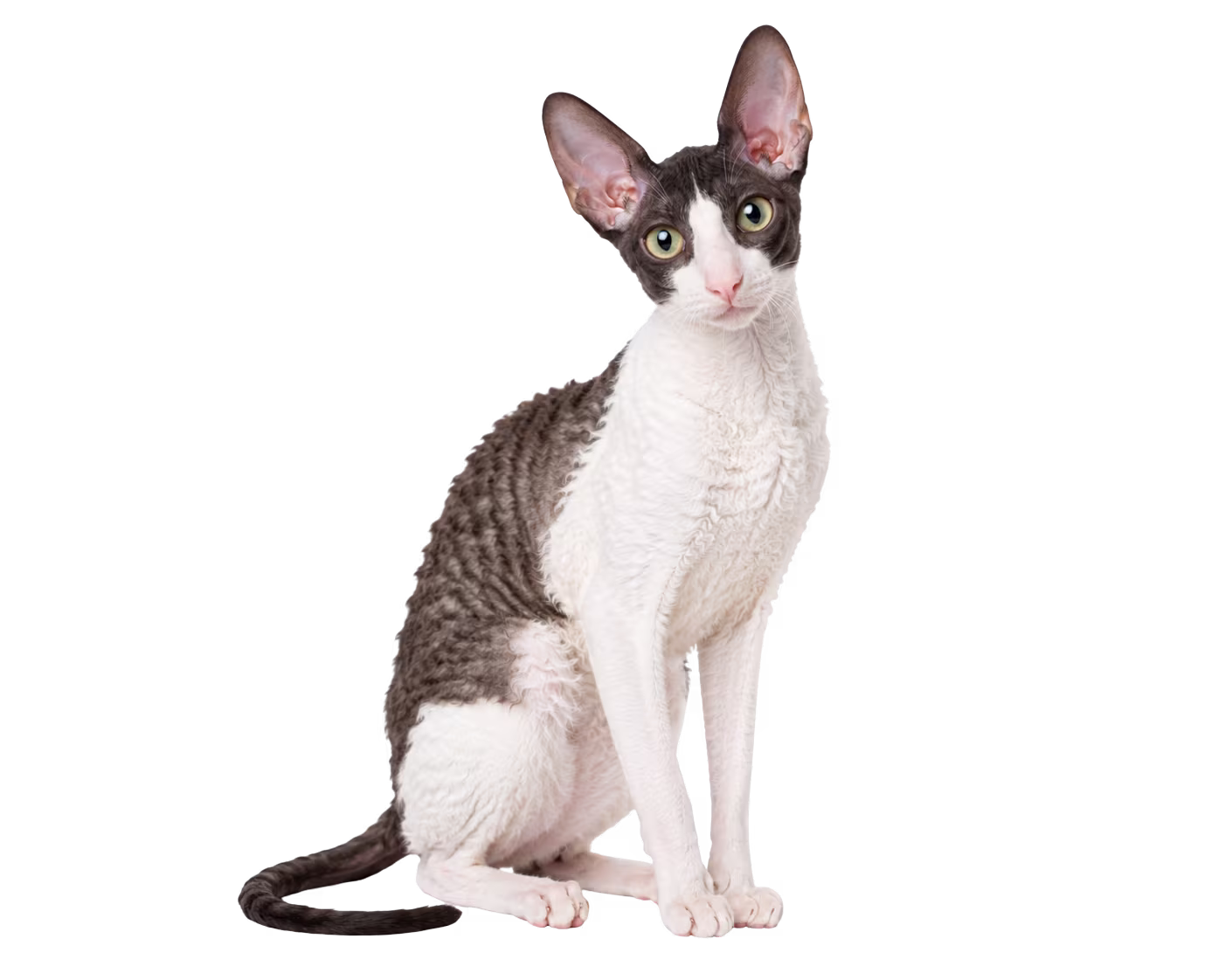 Cornish Rex