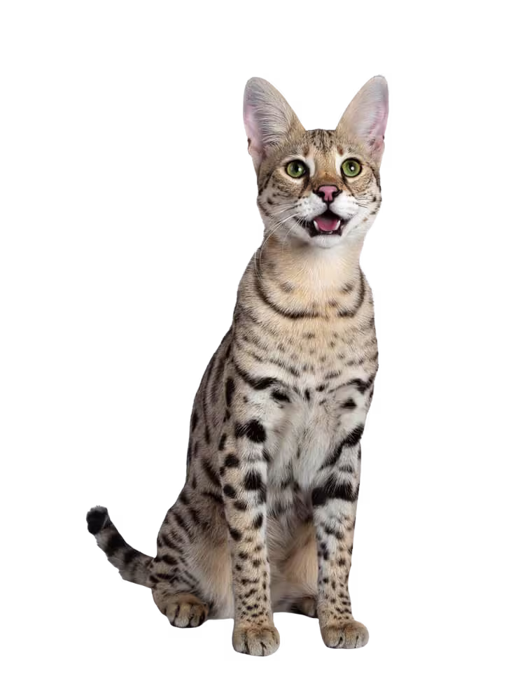Savannah