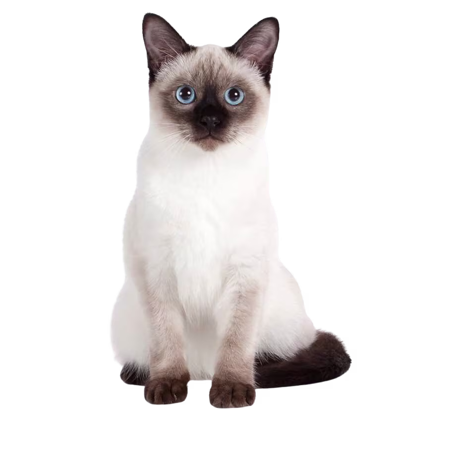 Siamés