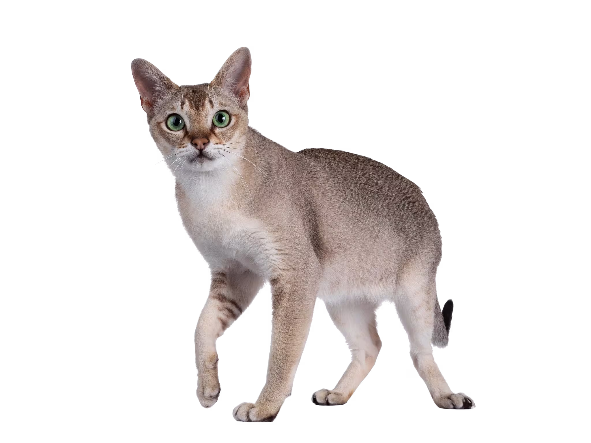 Singapura