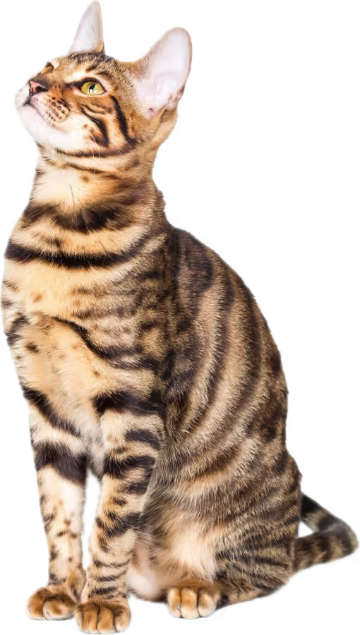 Toyger